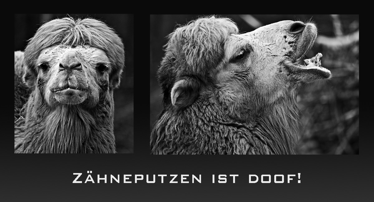 ZÃ¤hneputzen - Collage.jpg